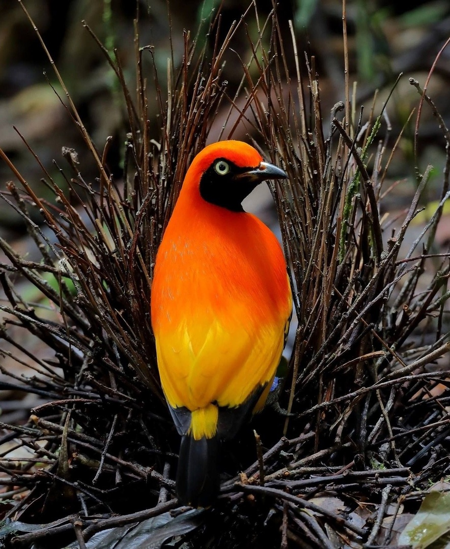 Птичка шалашник