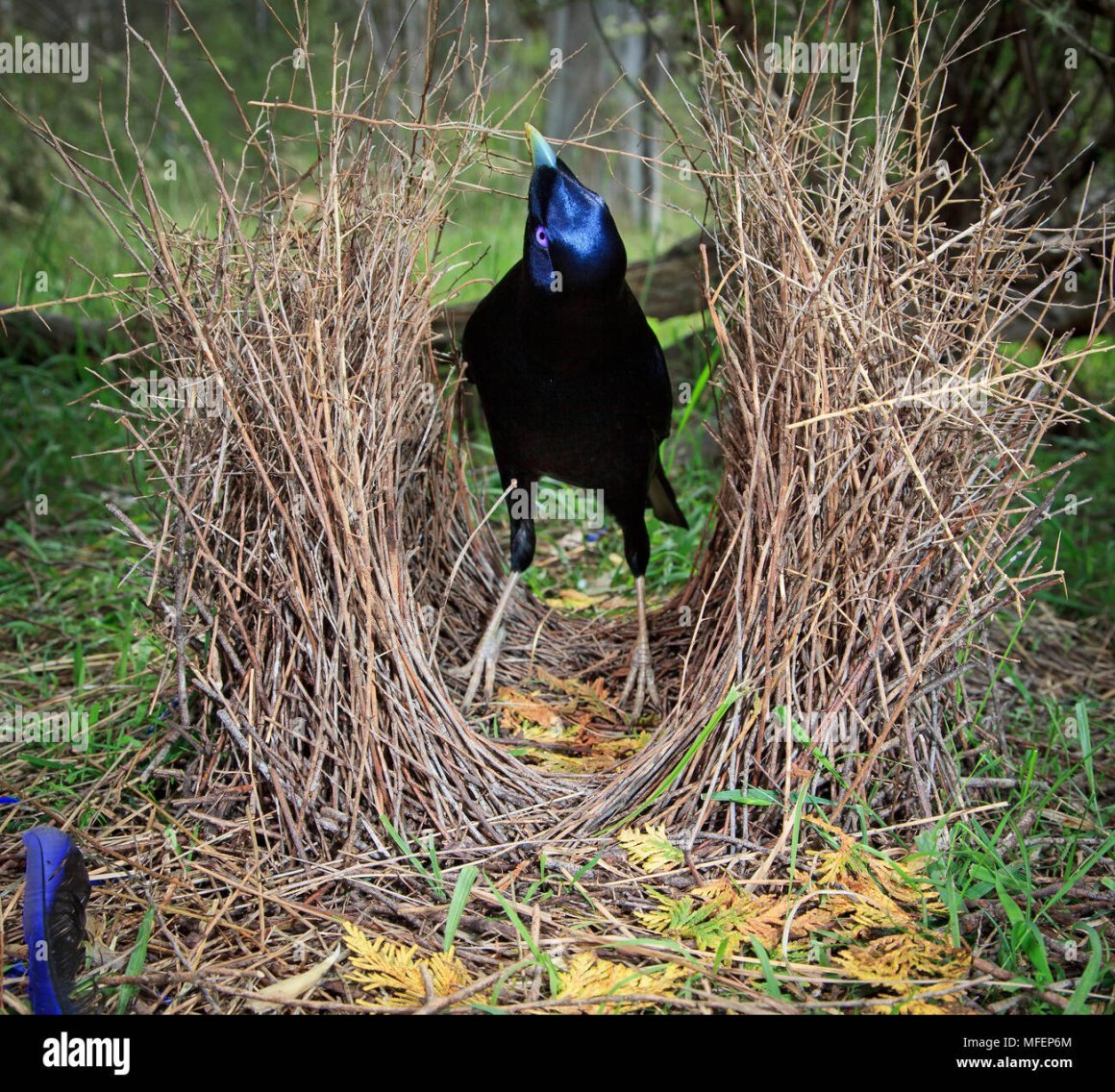 Птица дизайнер шалашник