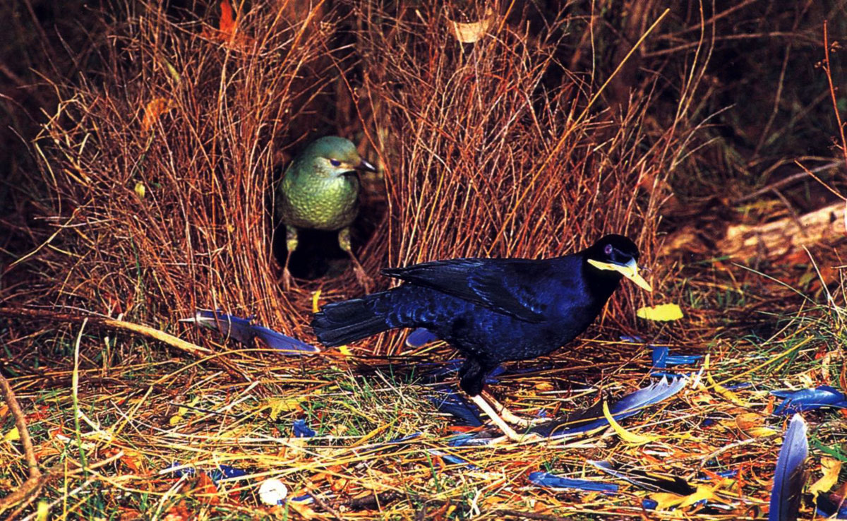 Шалашник птица гнездо