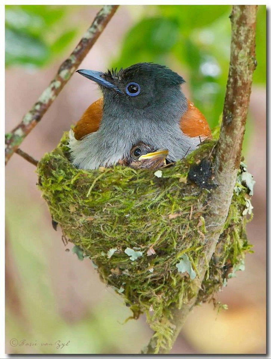 Необычные гнезда птиц