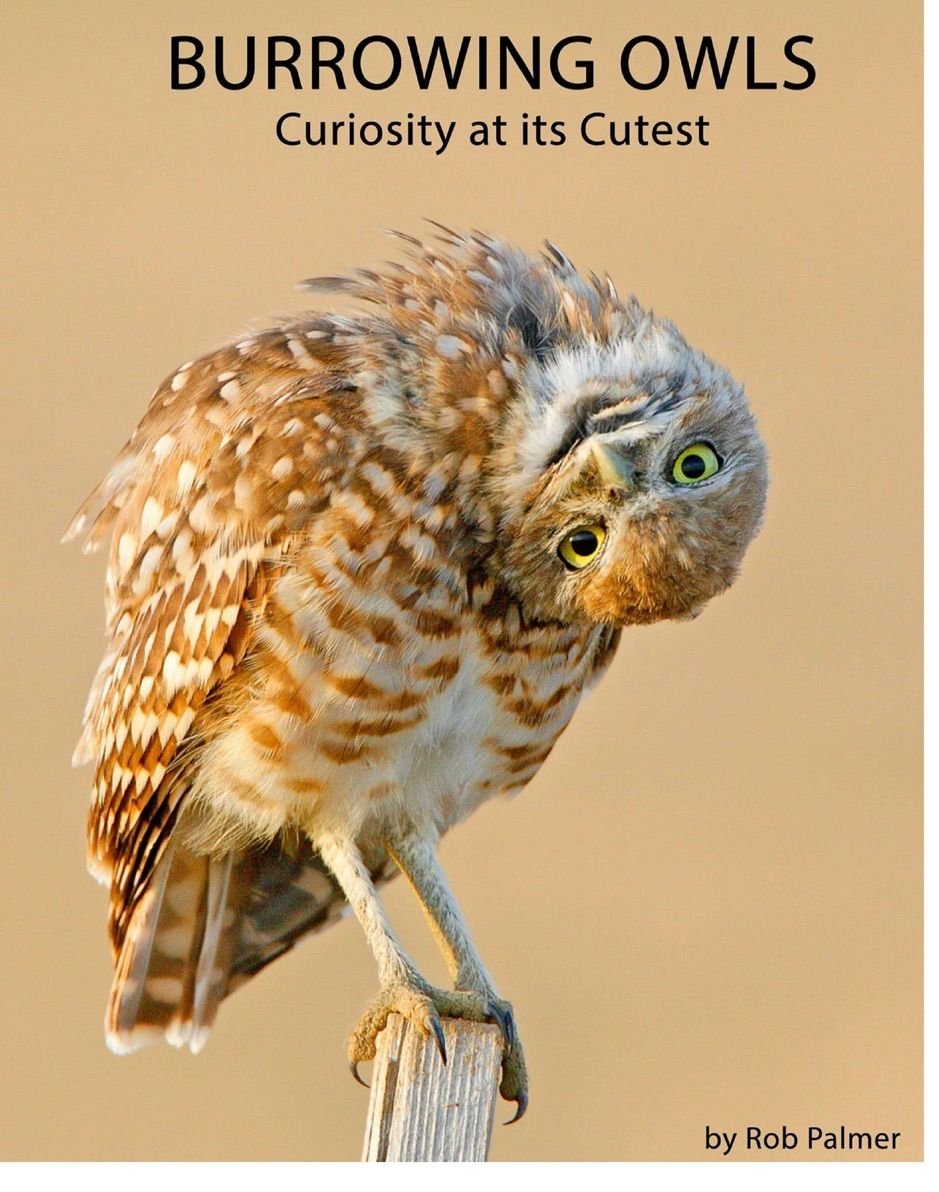 Капуша птица