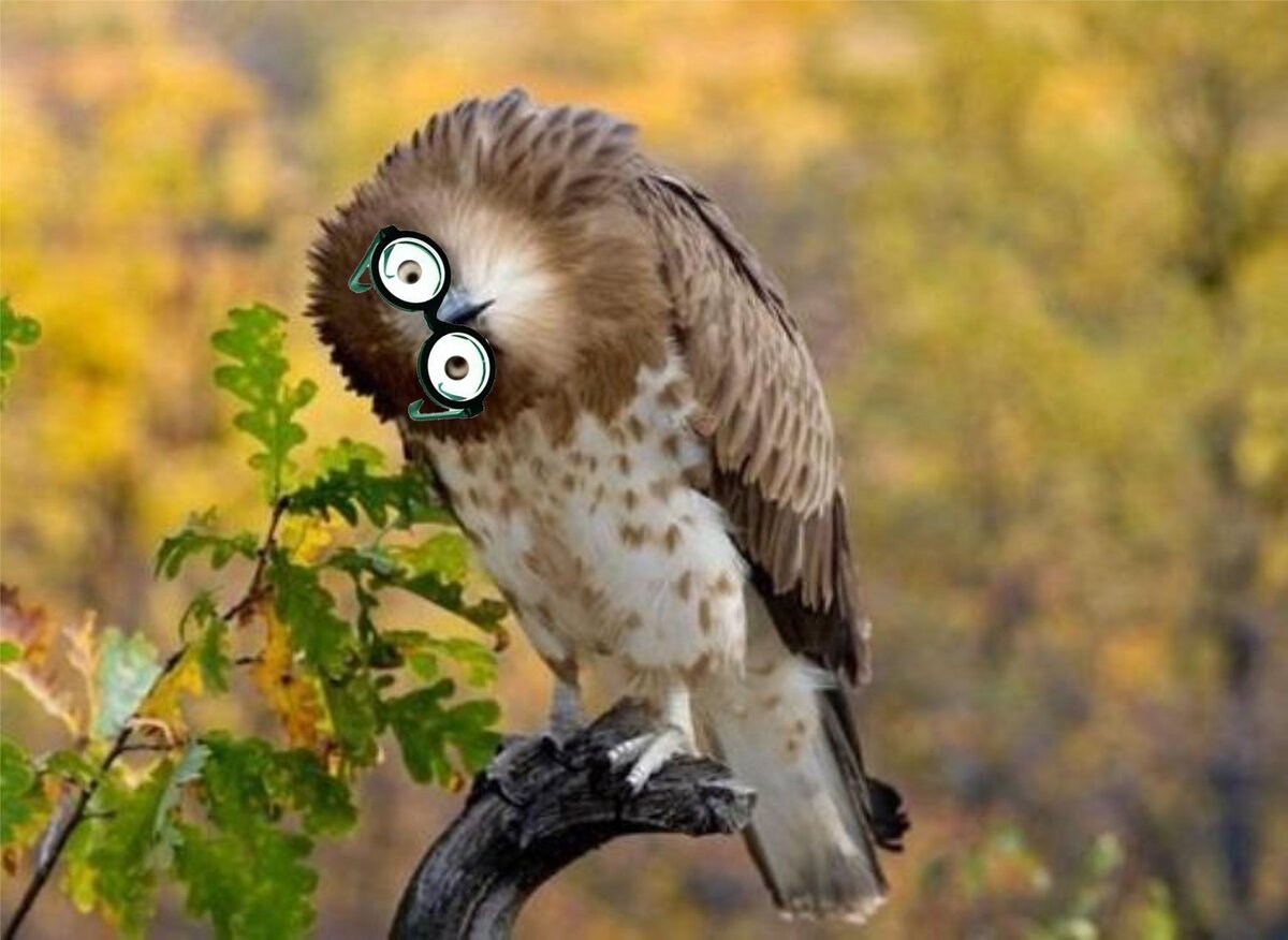 Смешные птицы