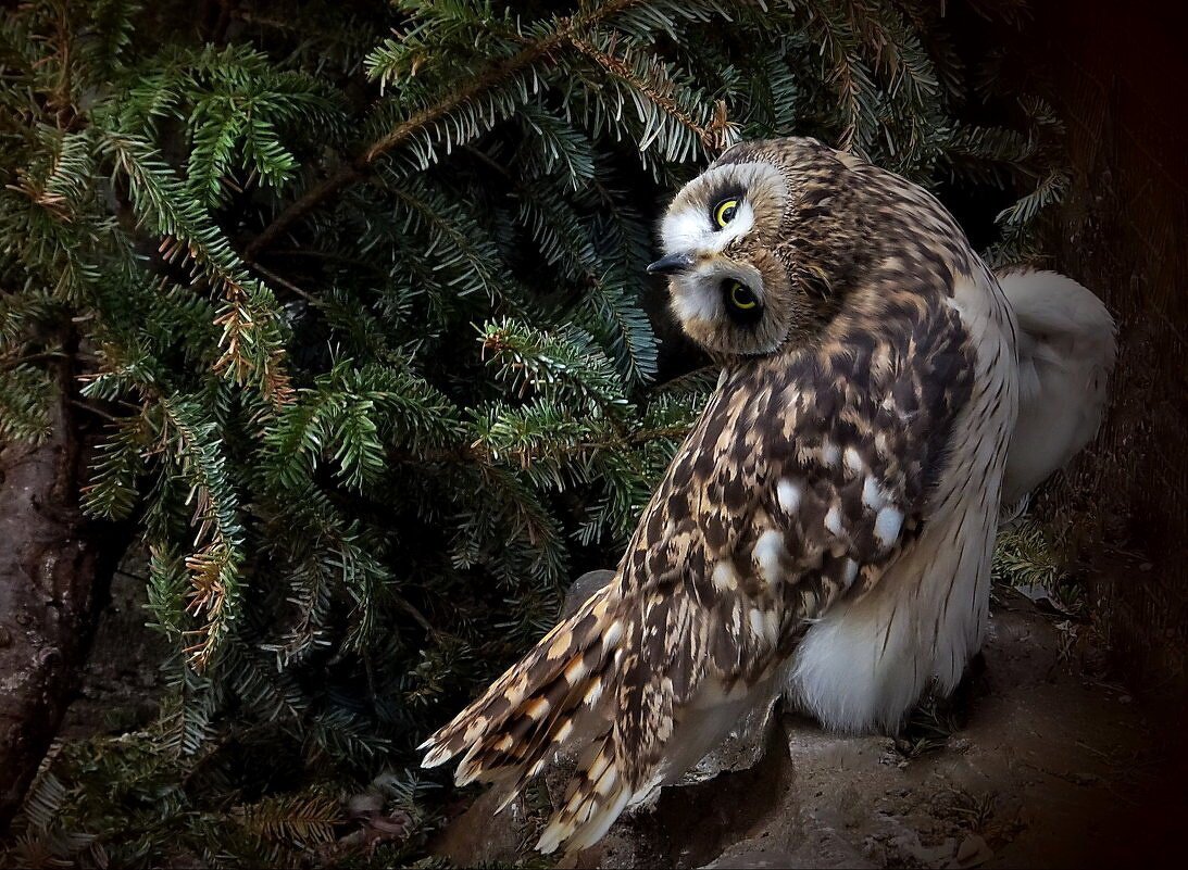 Филин поворачивает голову