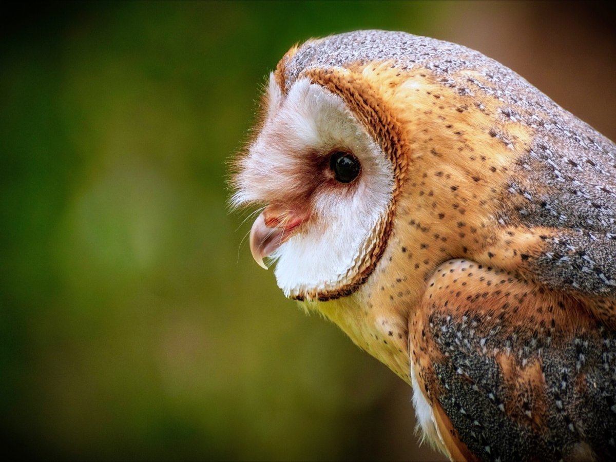 Сова сипуха голова