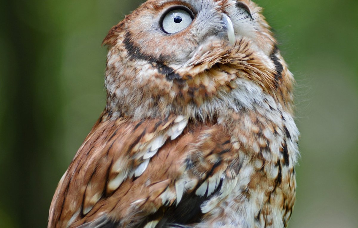 Перуанская карликовая Сова