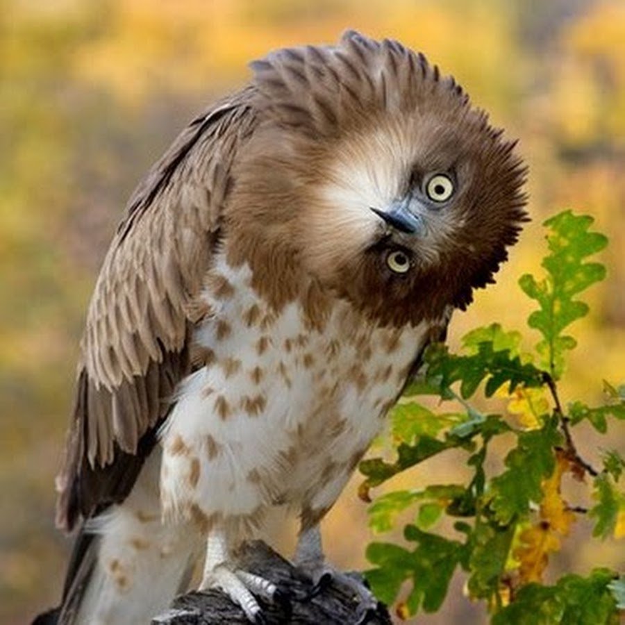 Сова голова набок