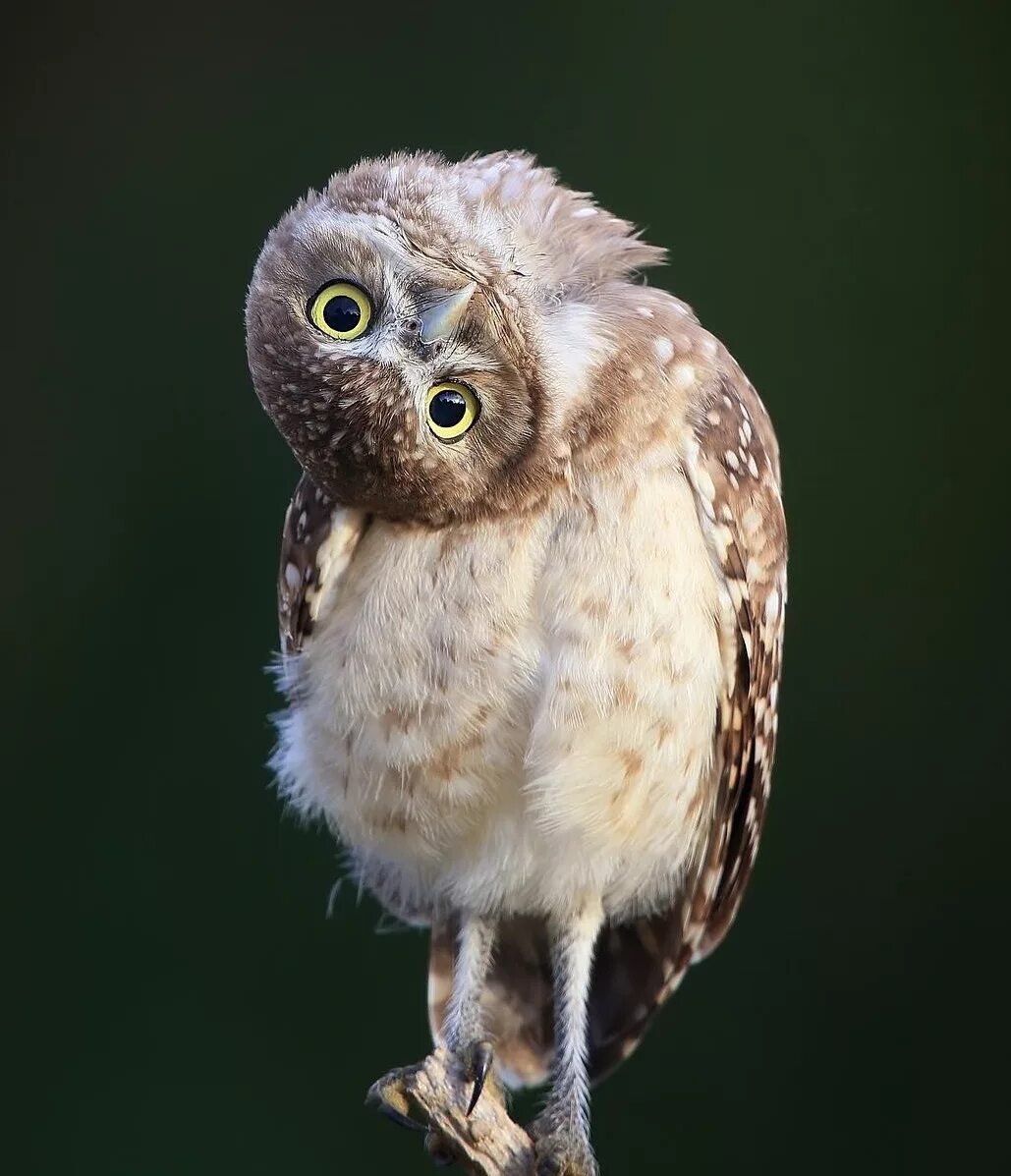 Домовый Сыч птенец