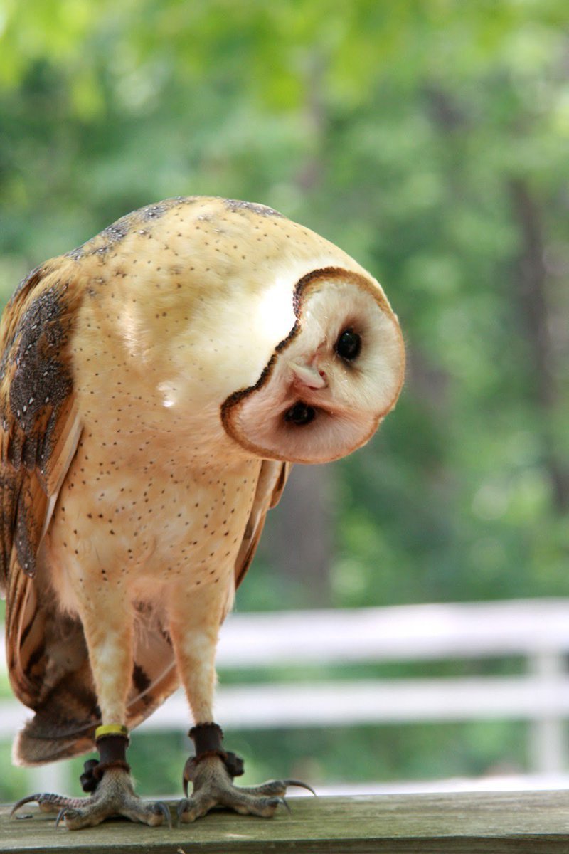 Сипуха поворот головы