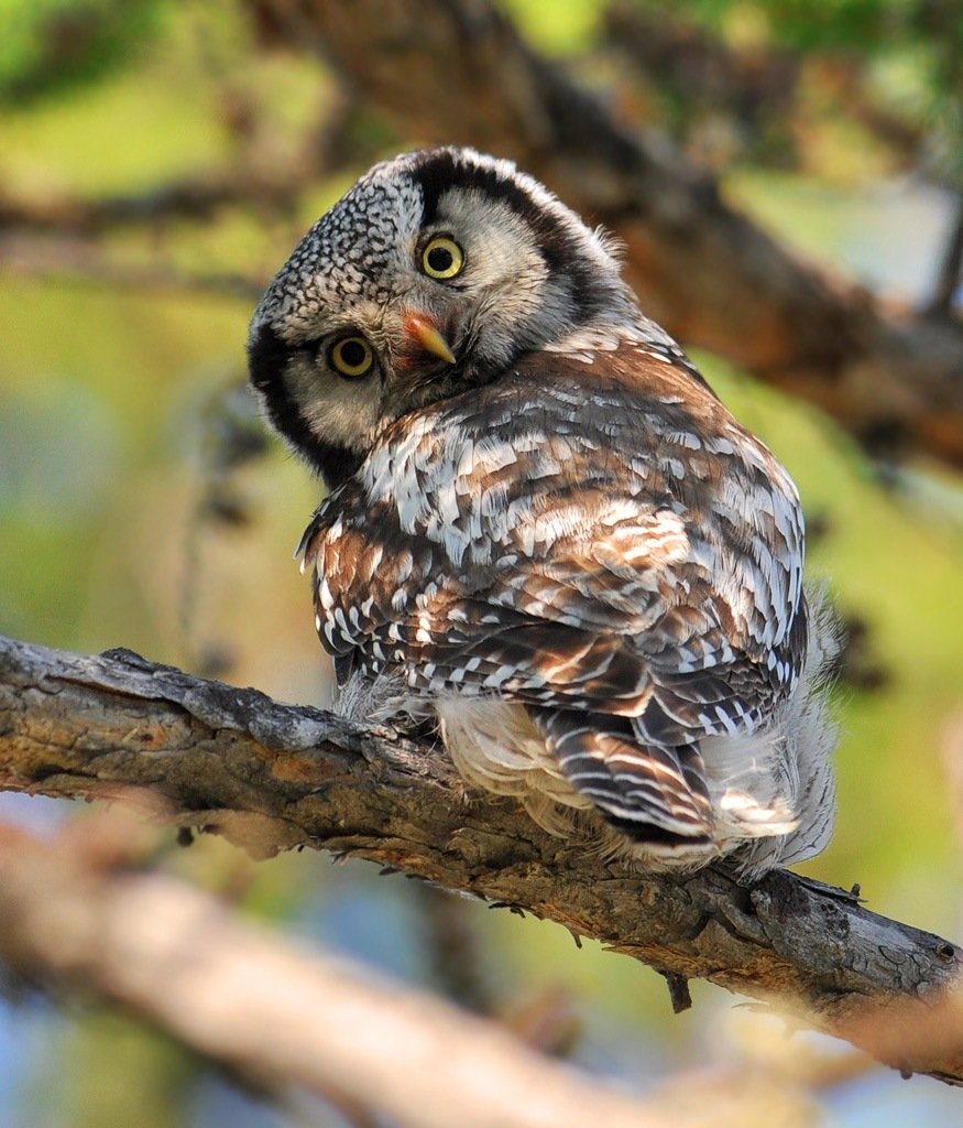 Сова Филин Сыч сипуха