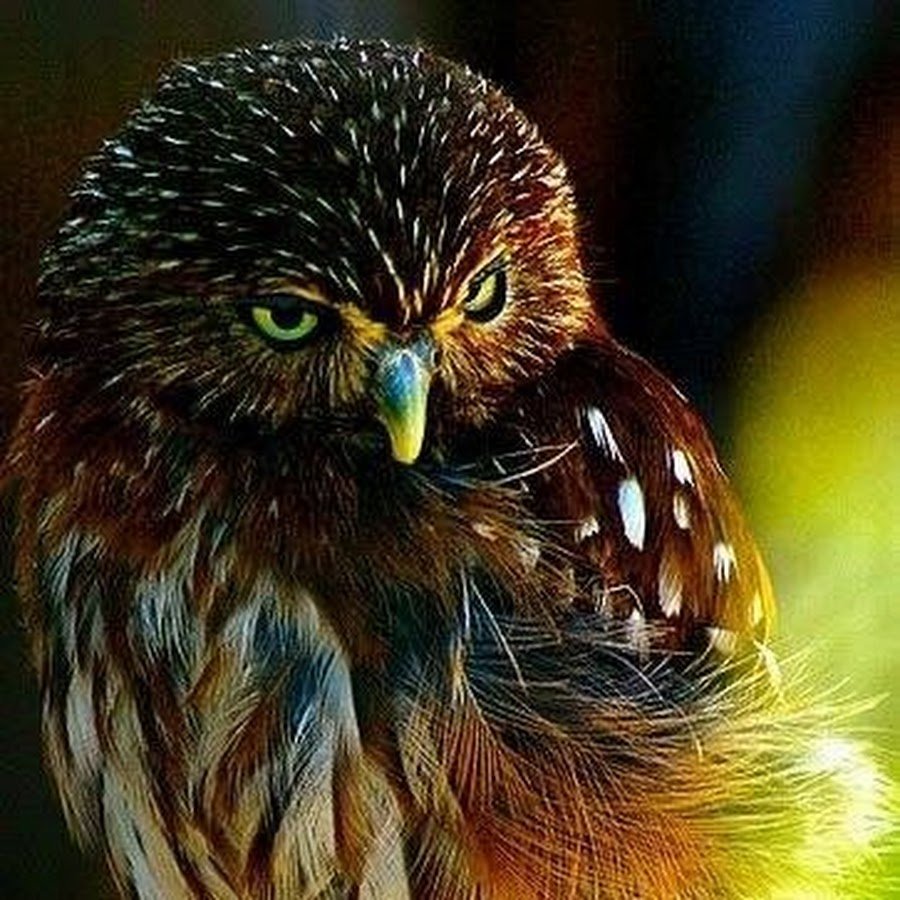 Сова с цветными перьями