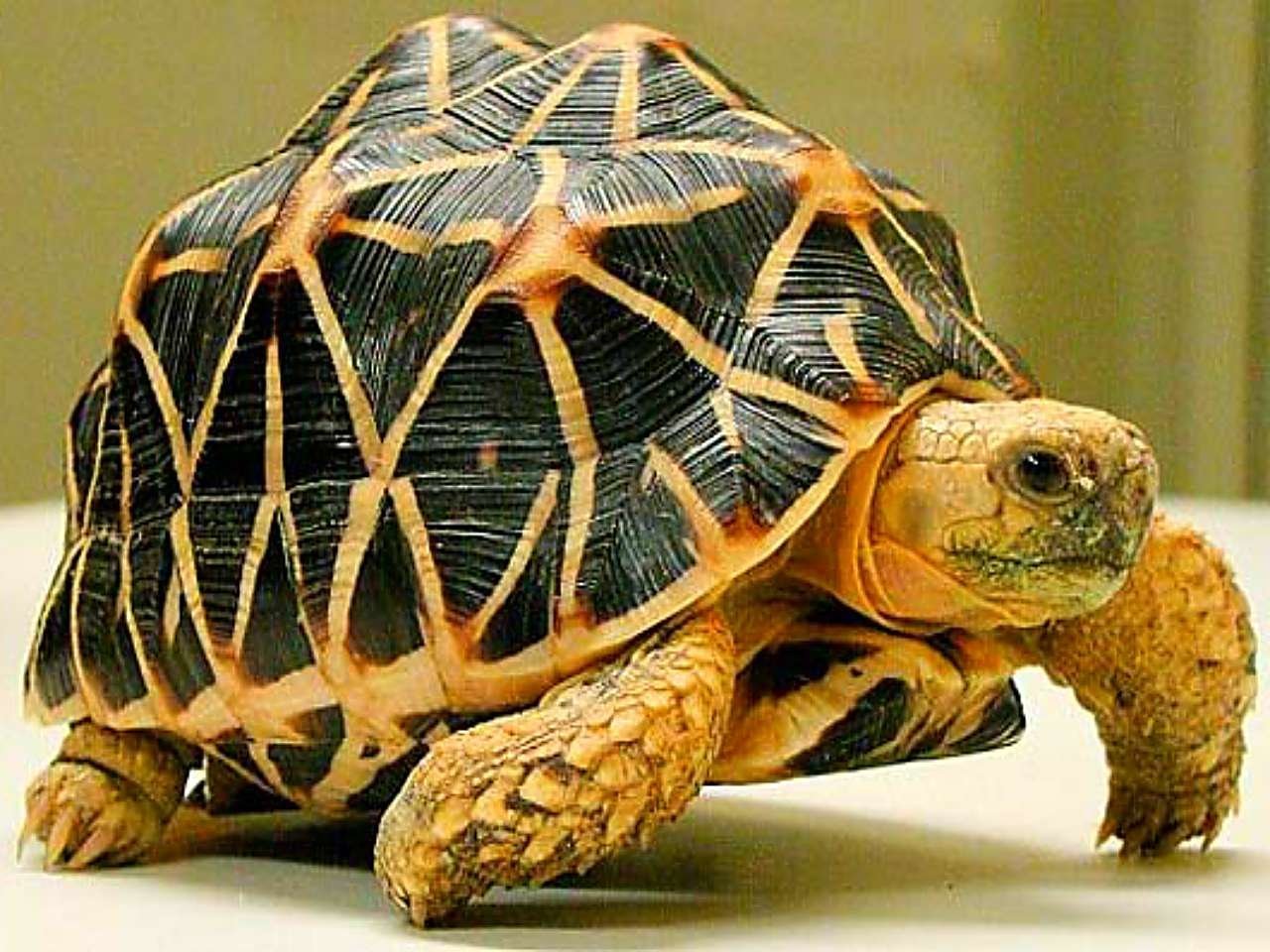 Плюсы черепахи. Индийская звездчатая черепаха. Звездчатая сухопутная черепаха. Индийские Сухопутные черепахи. Желтоногая черепаха шабути.