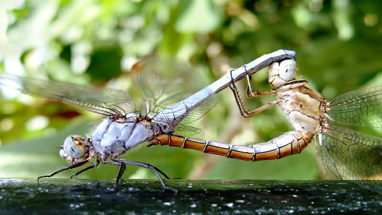 Насекомое убивающее партнера после спаривания. Стрекозы спариваются. Размножение стрекоз. Спаривание насекомых. Стрекозы совокупляются.