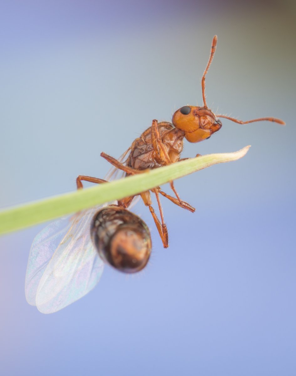 Летучие муравьи