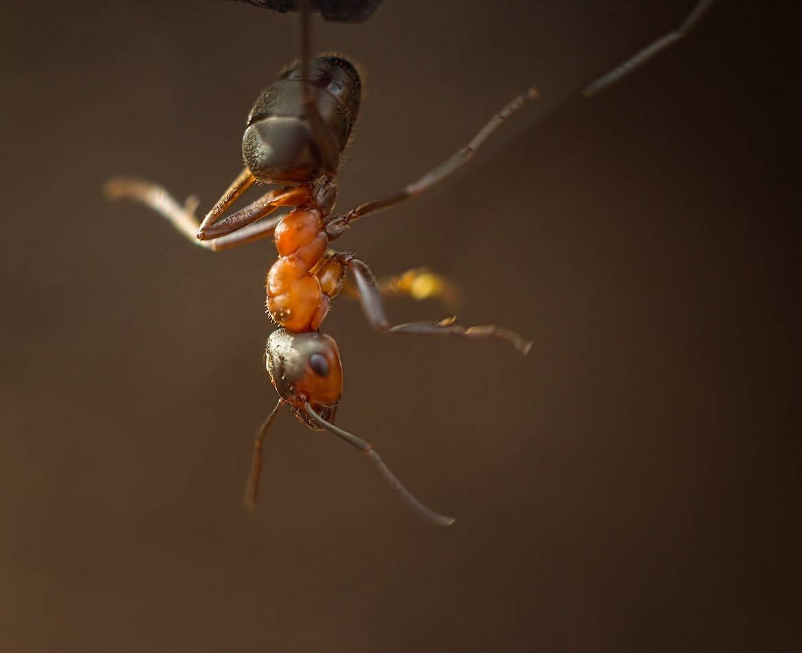 Сергей муравьёв (муравей)