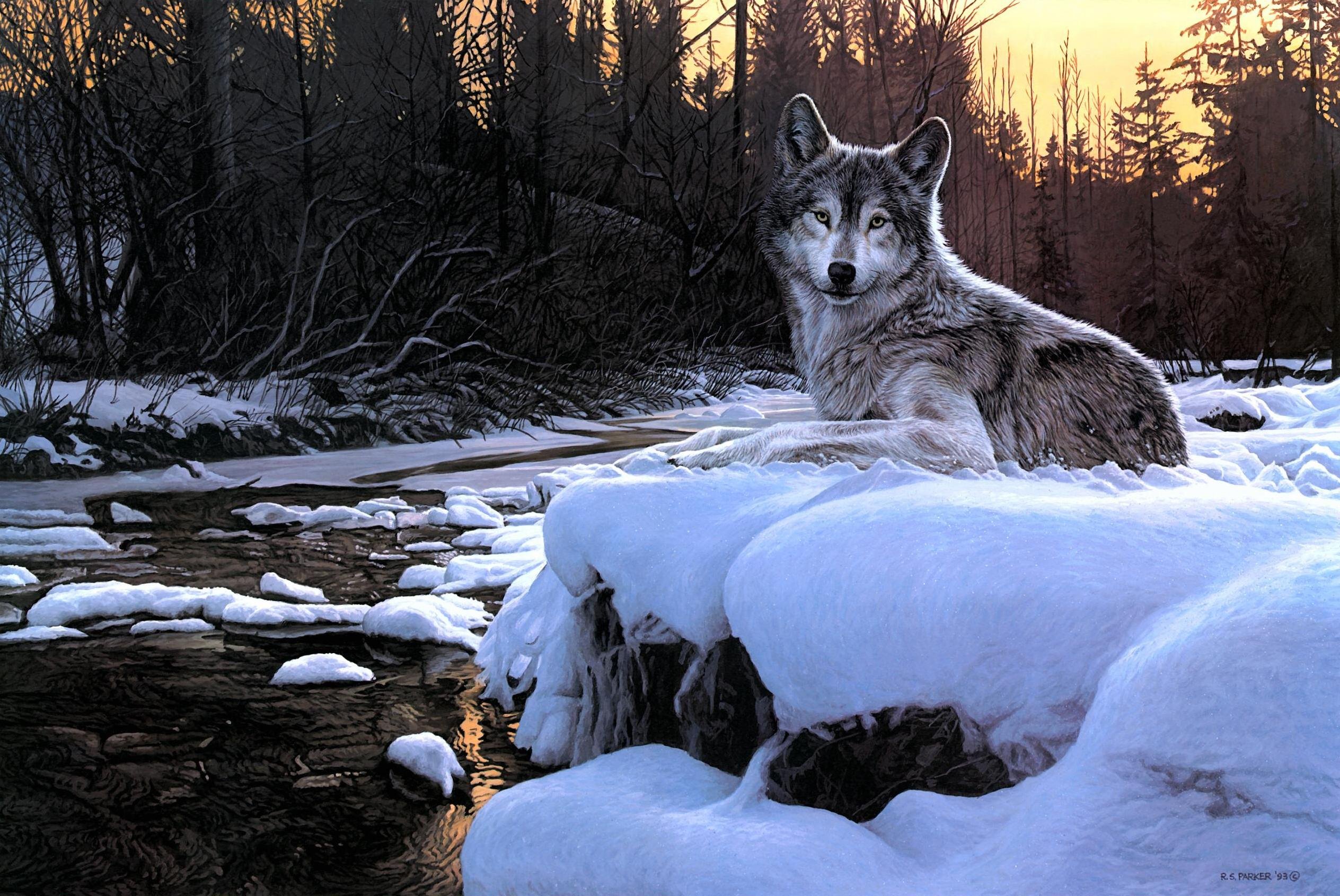 Волк новое слово. Волк зимой. Волк в зимнем лесу. Красивые пейзажи с волками. Зимний пейзаж с волками.