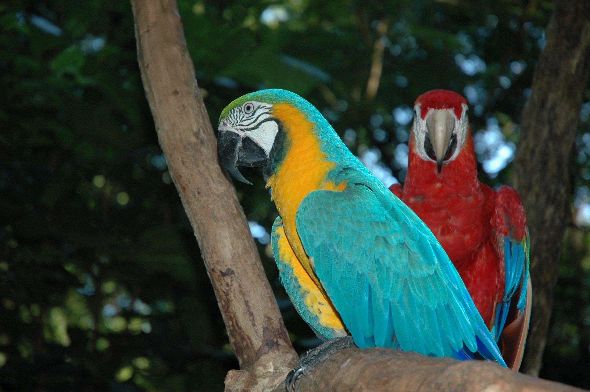 Animal latin. Бразильянский попугаи ара. Попугай ара Бразилия. Сельва попугай ара. Попугай ара в Бразилии красный.