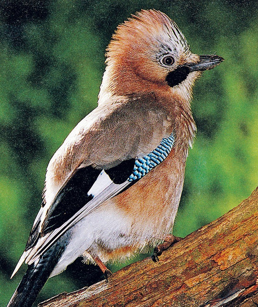 Птица Сойка Крымская