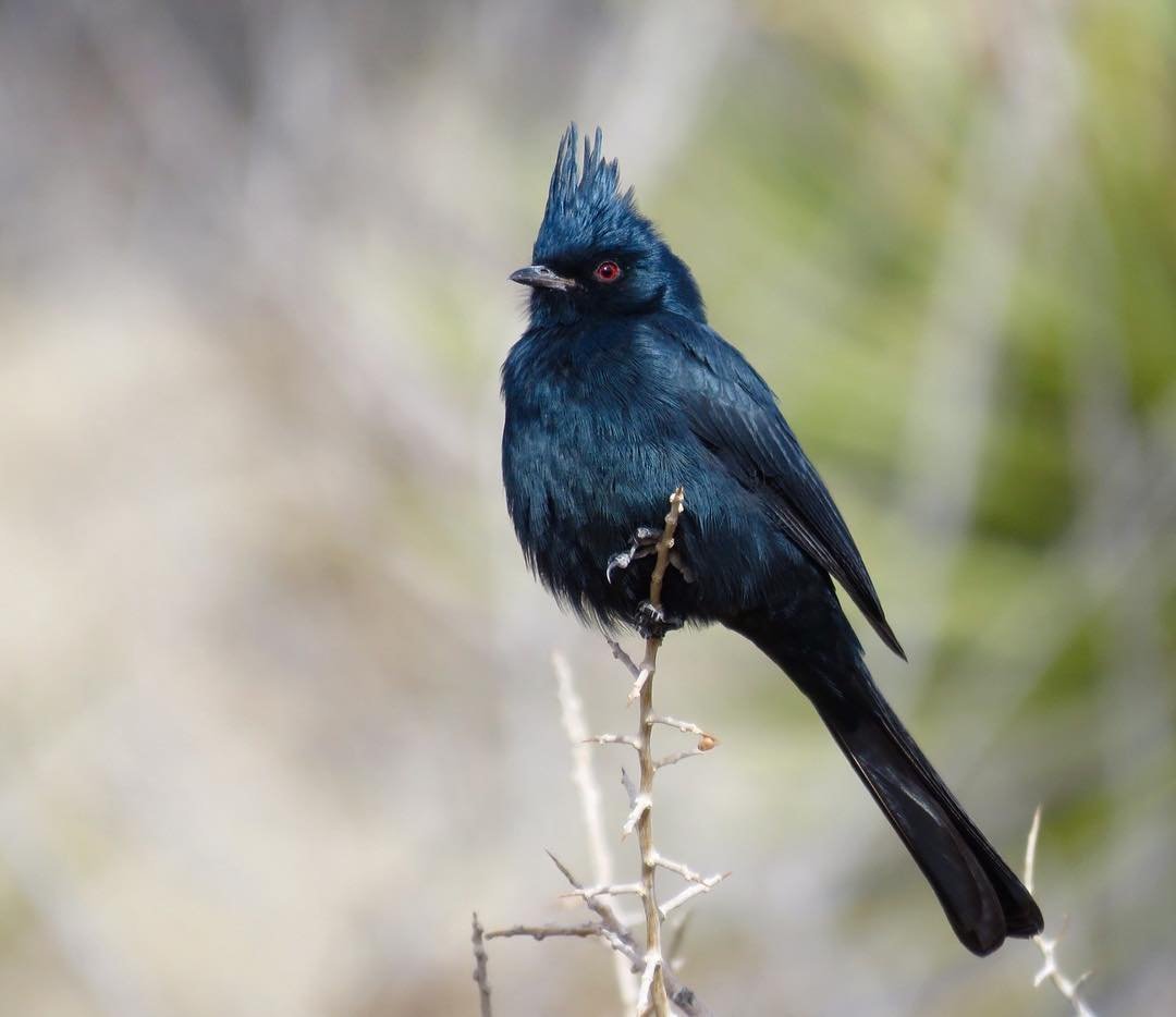 Чёрный шелковистый свиристель