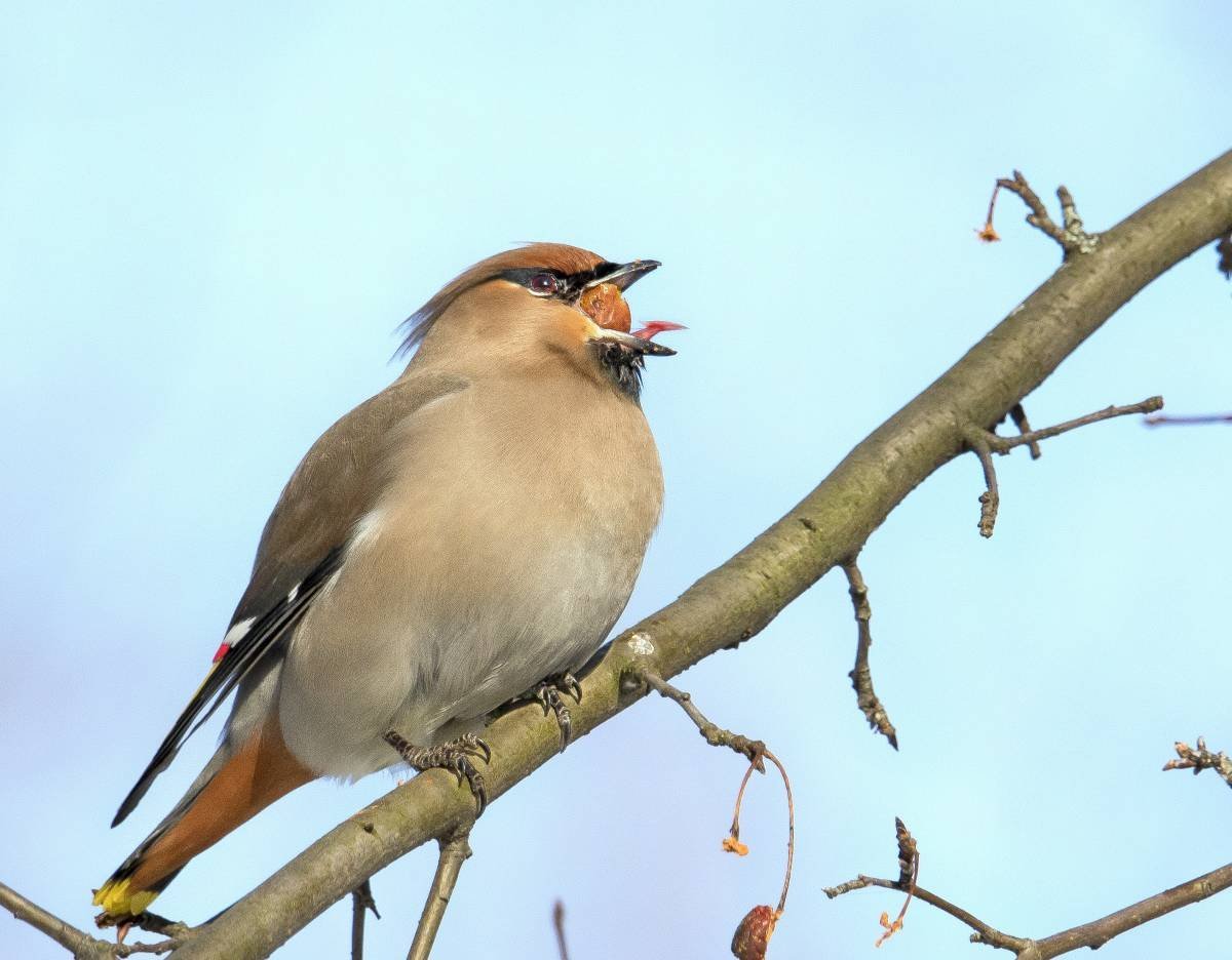 Свиристель без хохолка