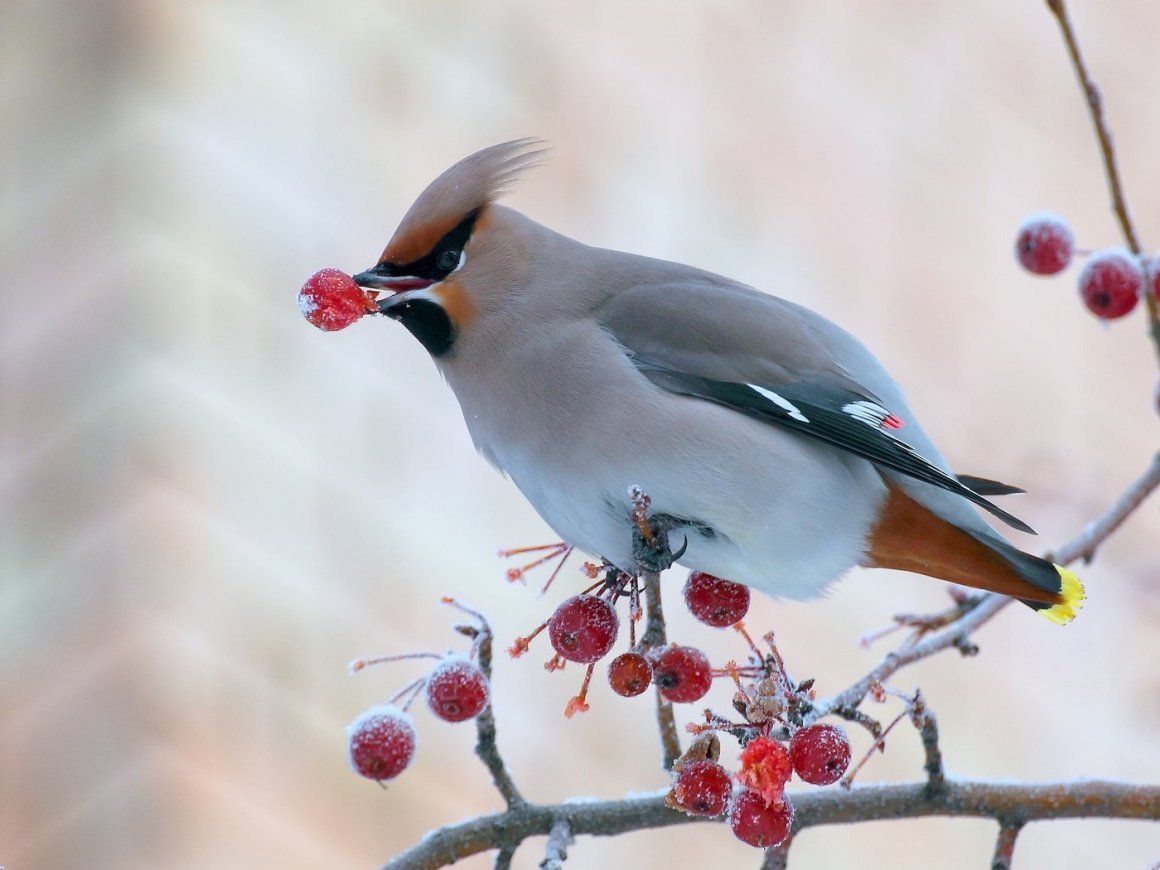 Дрозд свиристель Крымский