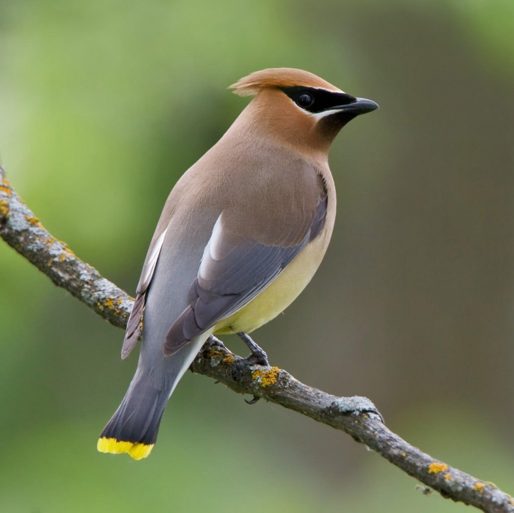 Cedar Waxwing птица