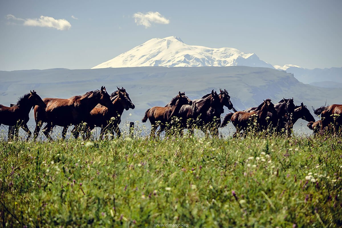 Кабардино Балкария лошади джигит