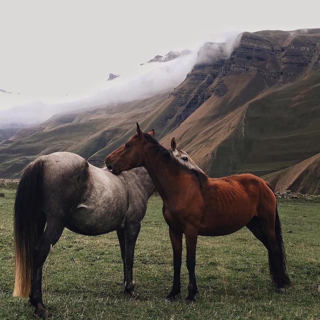 Дагестанская лошадь