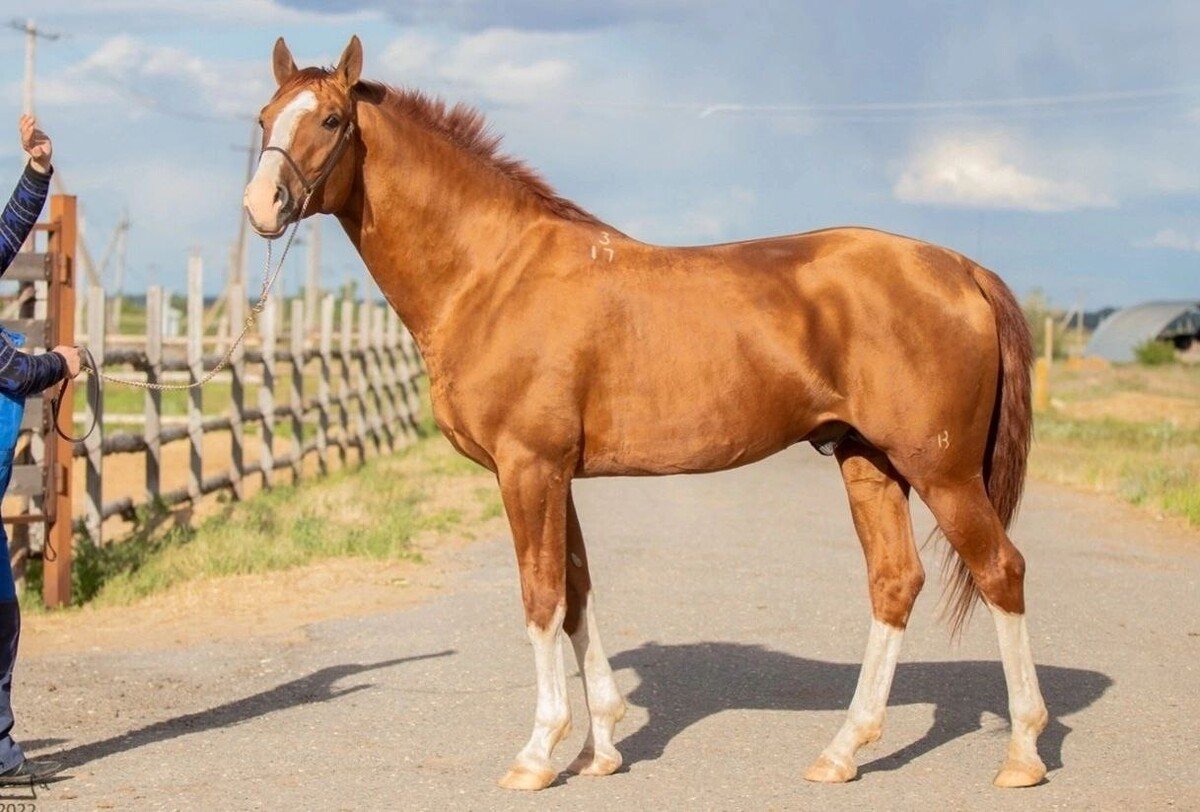 Кемеровский конный завод 131