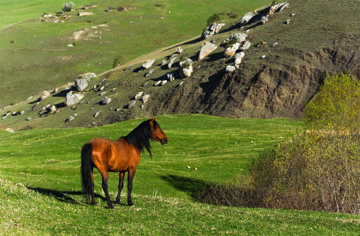Дагестанская порода лошадей