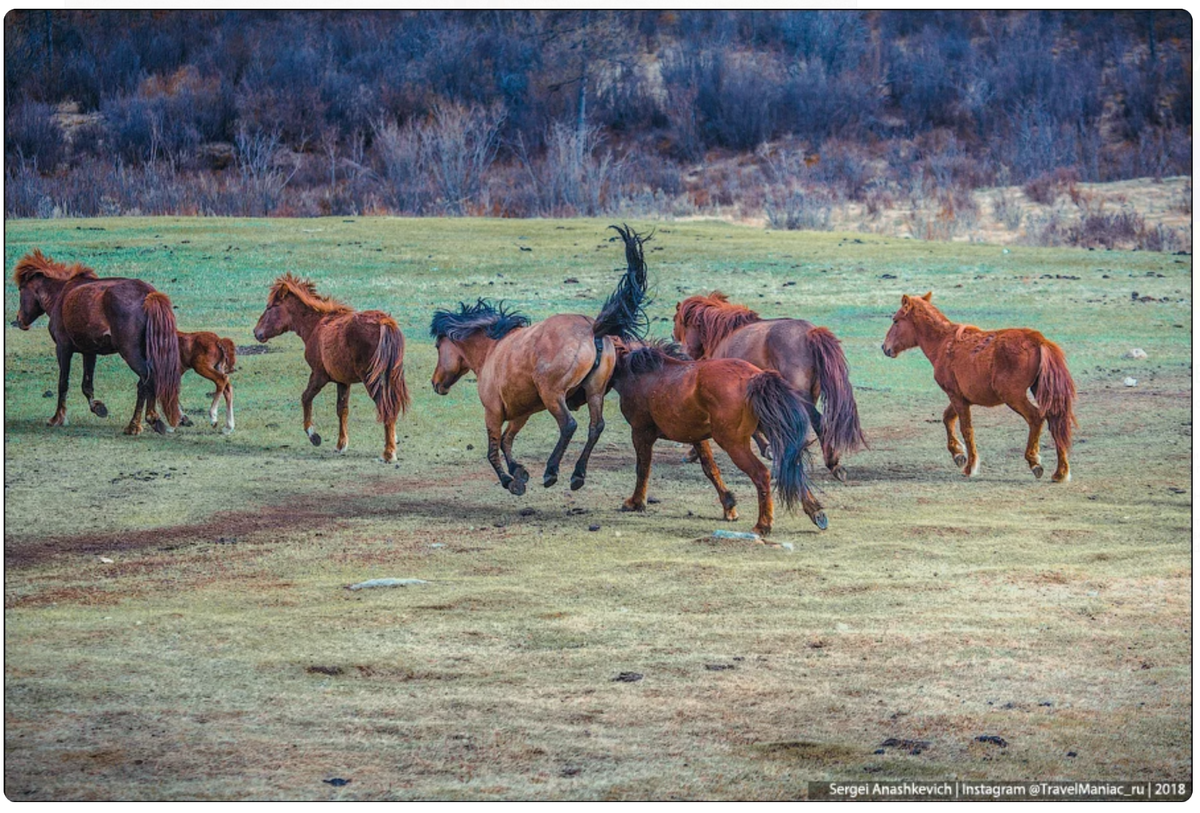 Цыганский табун