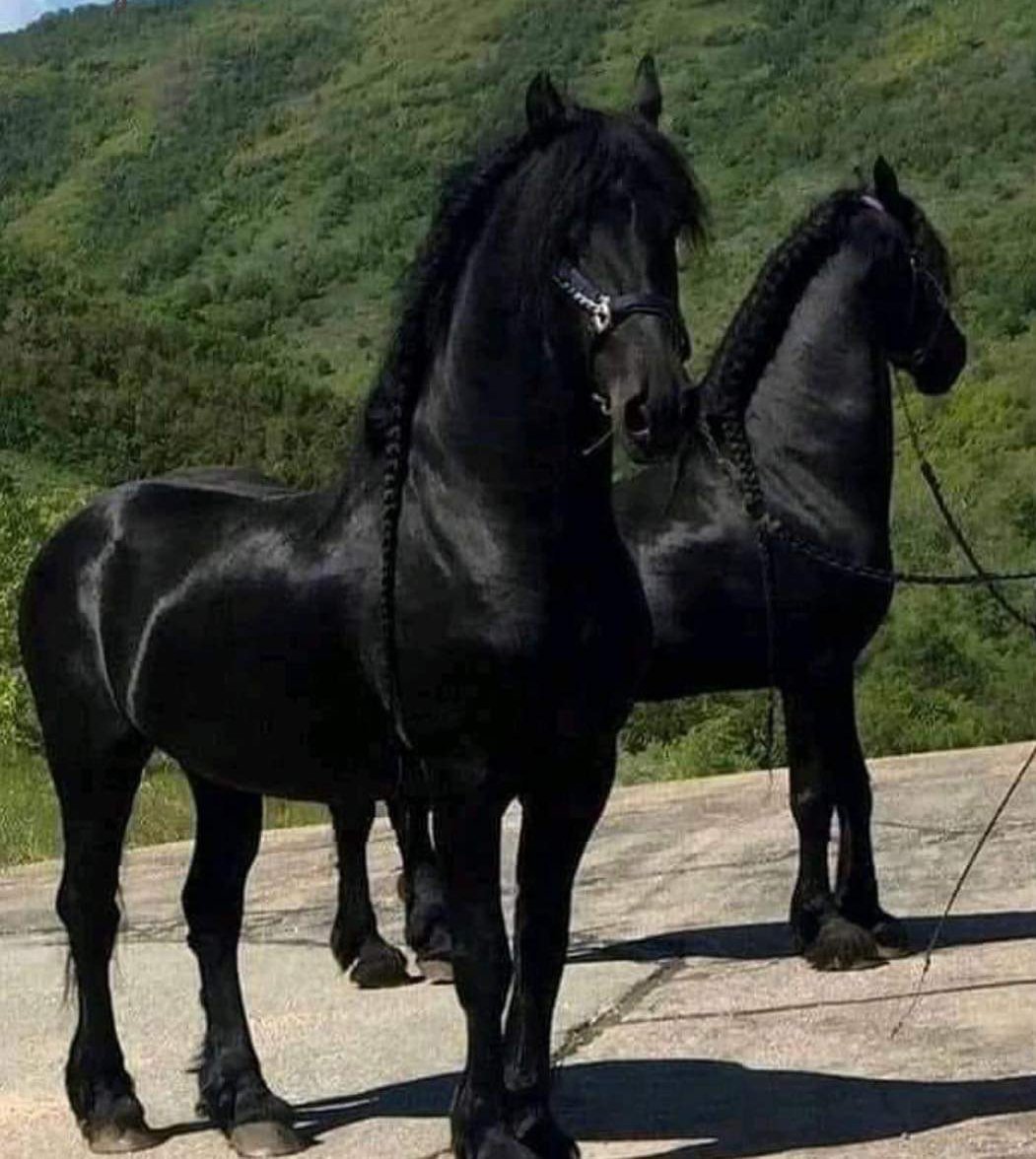 Балкарская порода лошадей Каспар