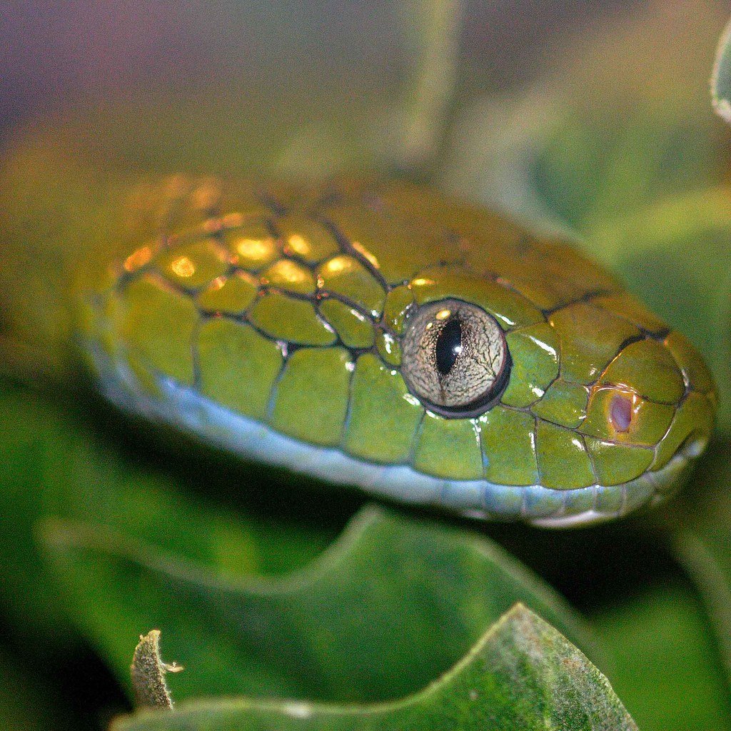 Мишель Бейсси глаза змеи
