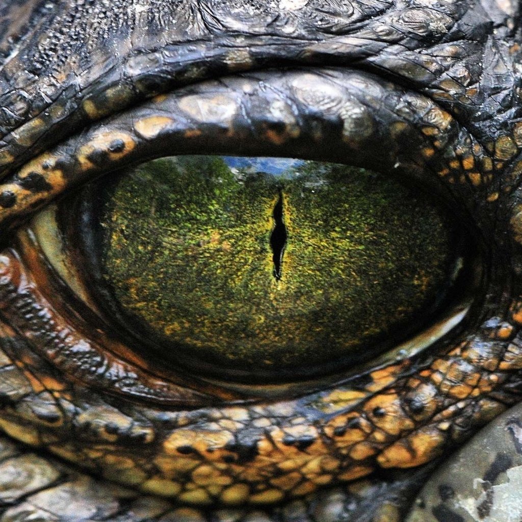 Змеиные глаза