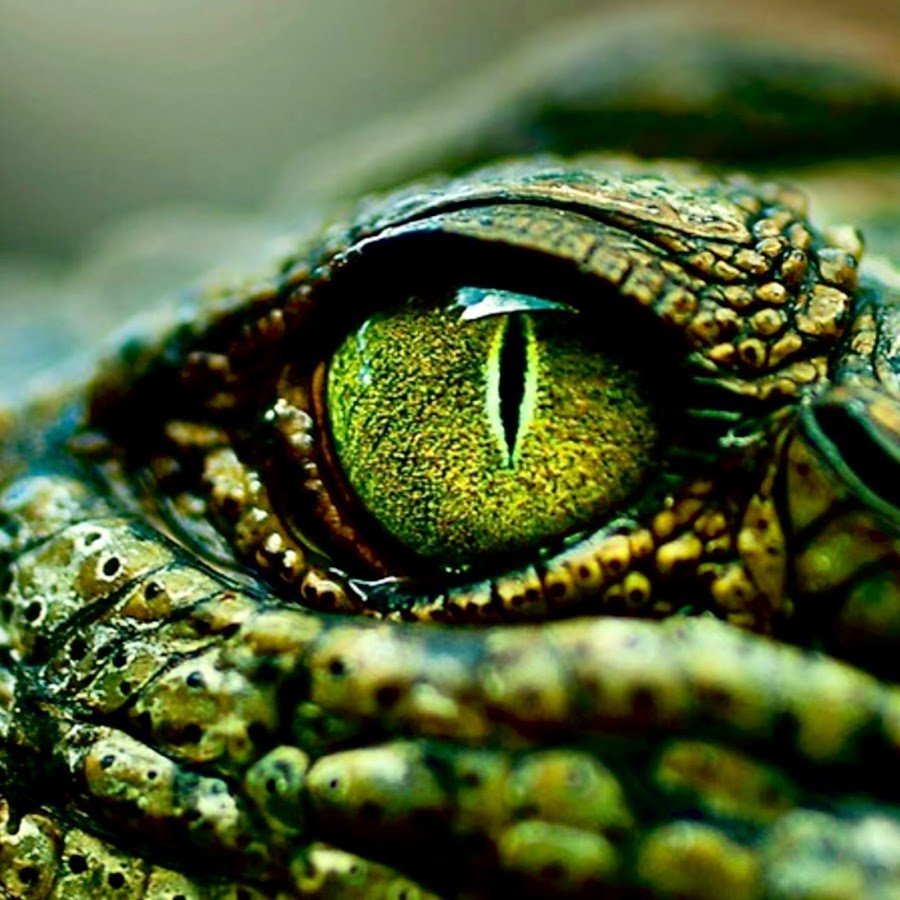 Крокодиловый Варан глаза
