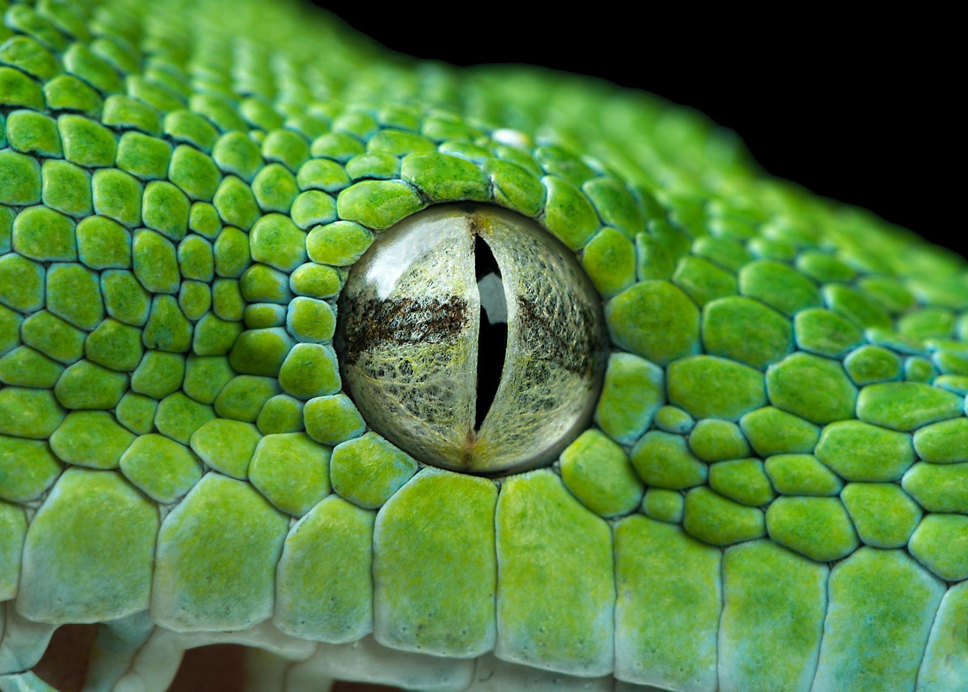 Глаза питона. Глаз рептилии. Змея Макросъемка. Необычные рептилии.