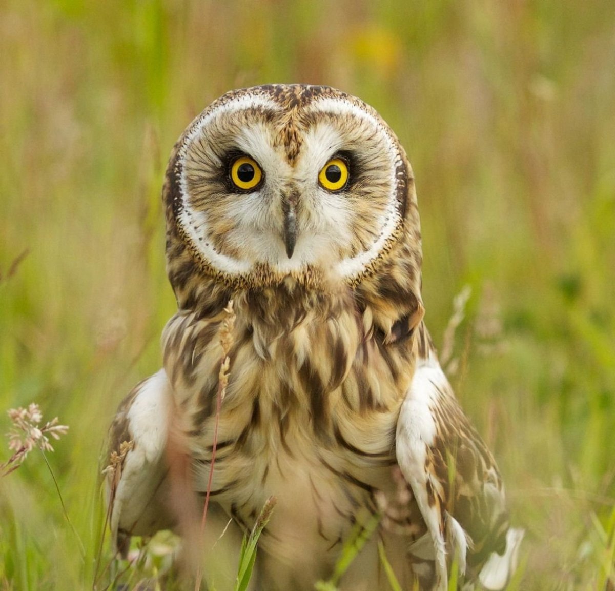 Болотная Сова сипуха