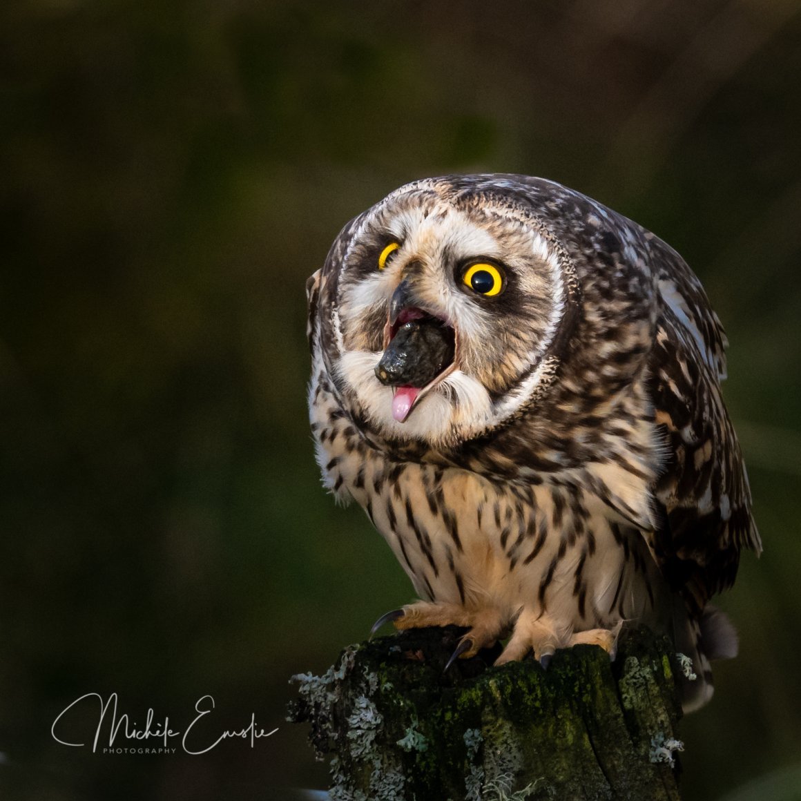 Болотная ушастая Сова