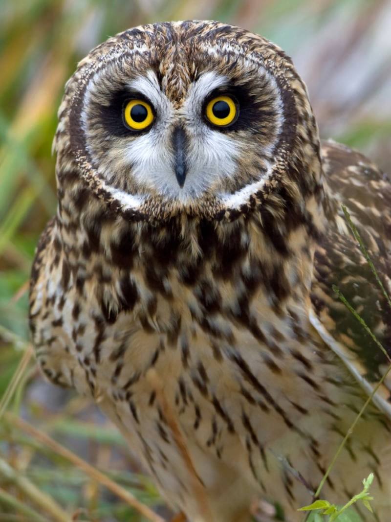 Болотная Сова меланист