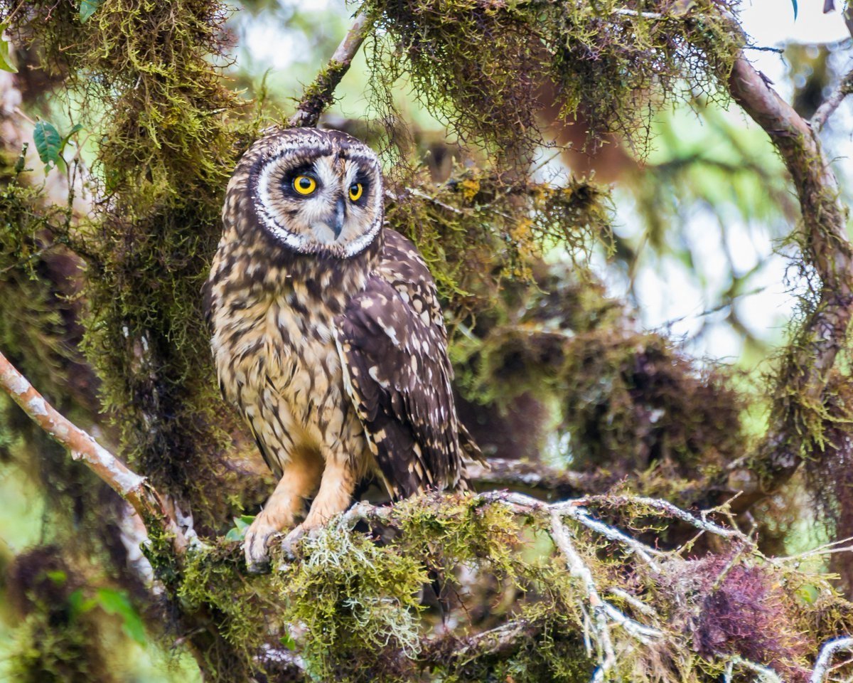 Слеток Болотной Совы