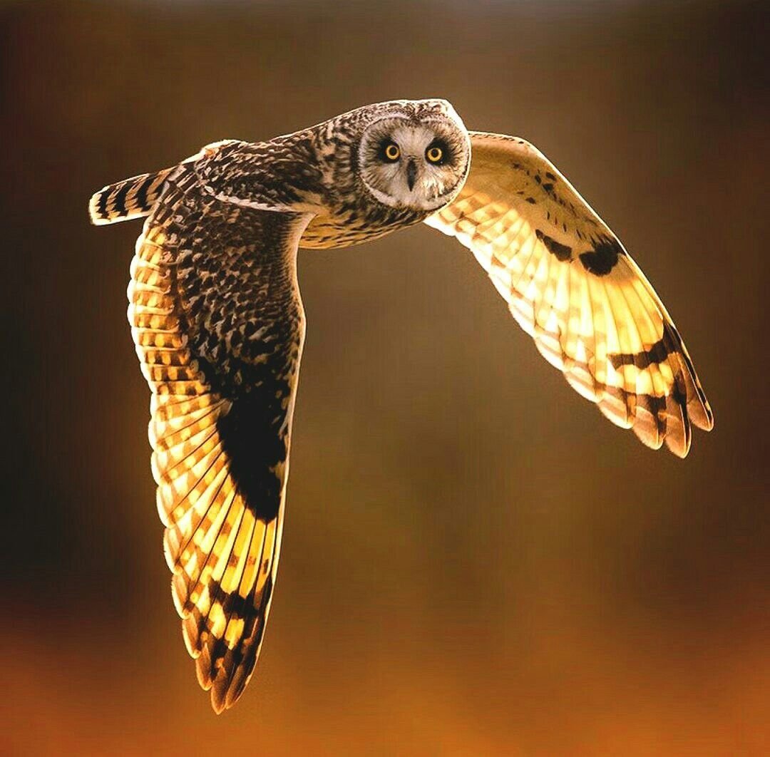 Ушастая Сова в полете