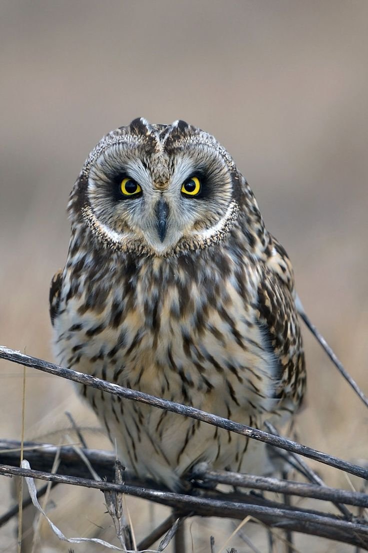 Болотная Сова