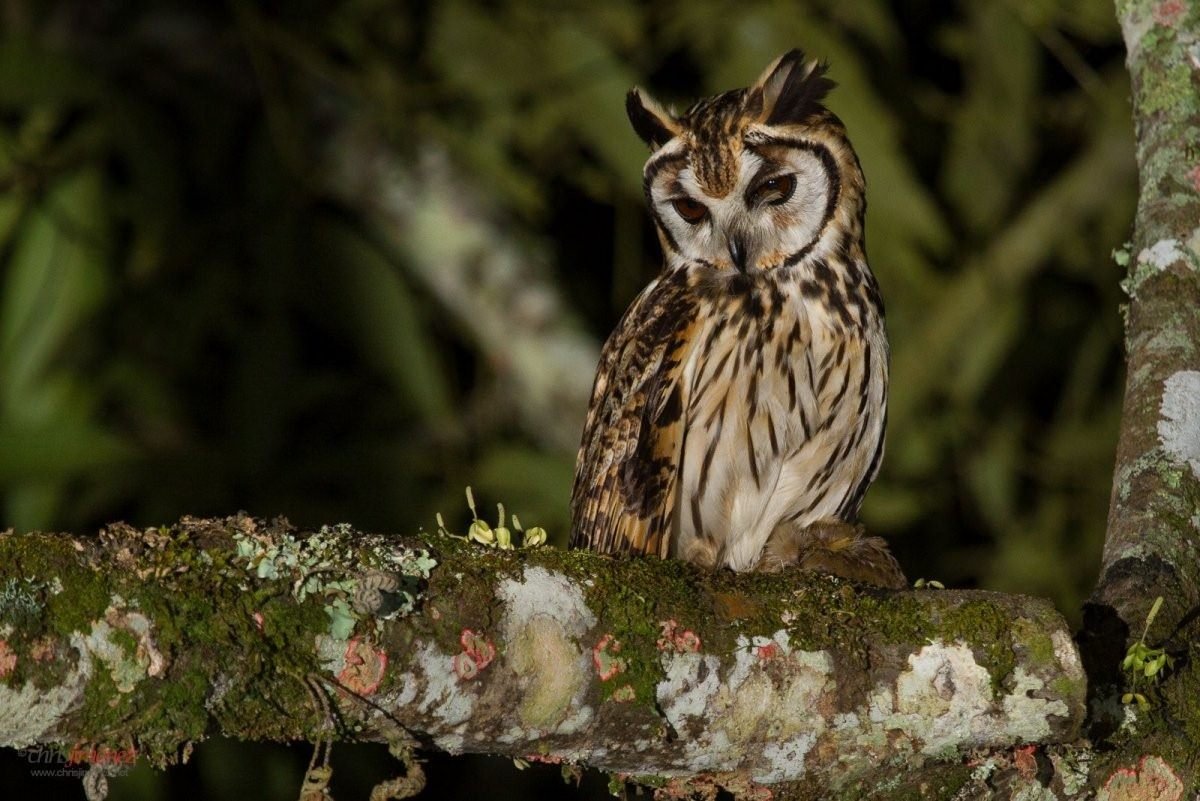 Pseudoscops Clamator