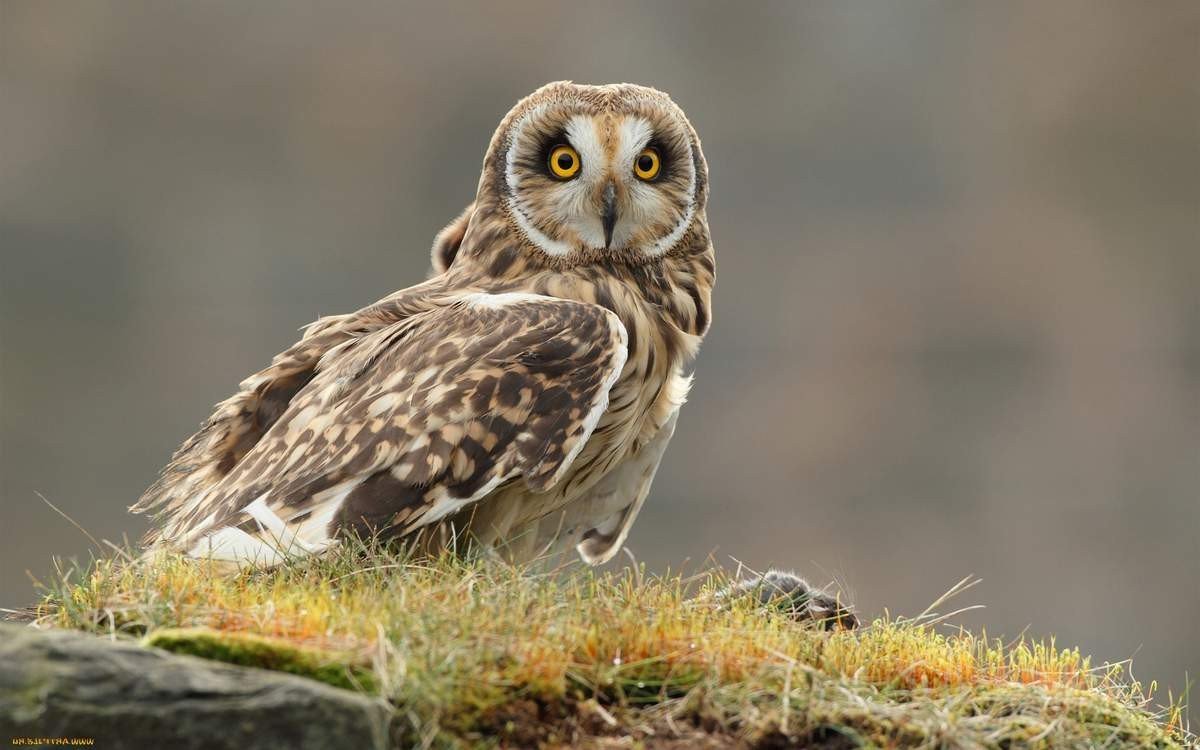 Птица Болотная Сова