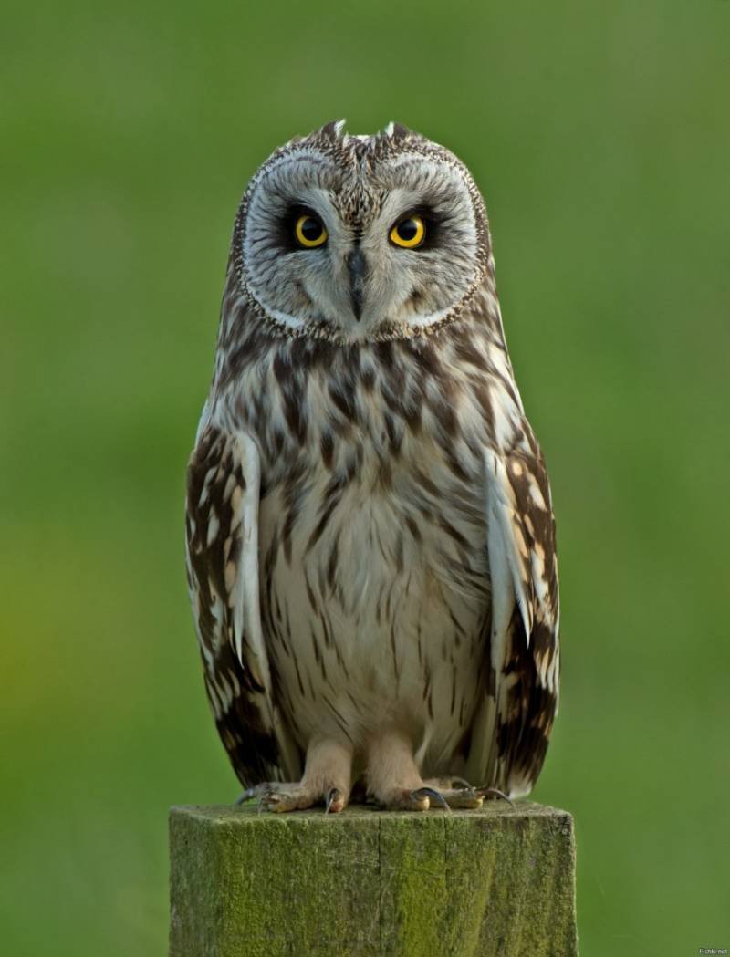 Болотная Сова