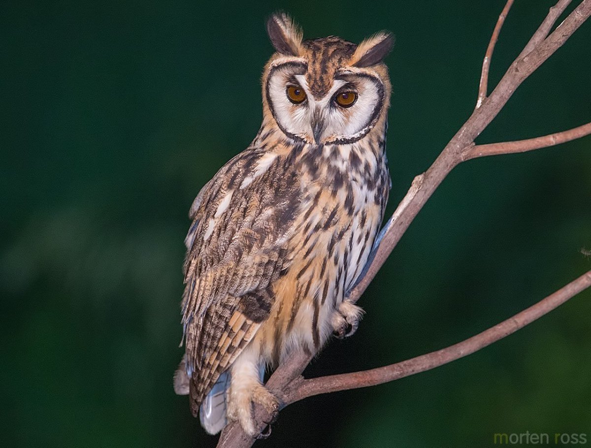 Pseudoscops Clamator