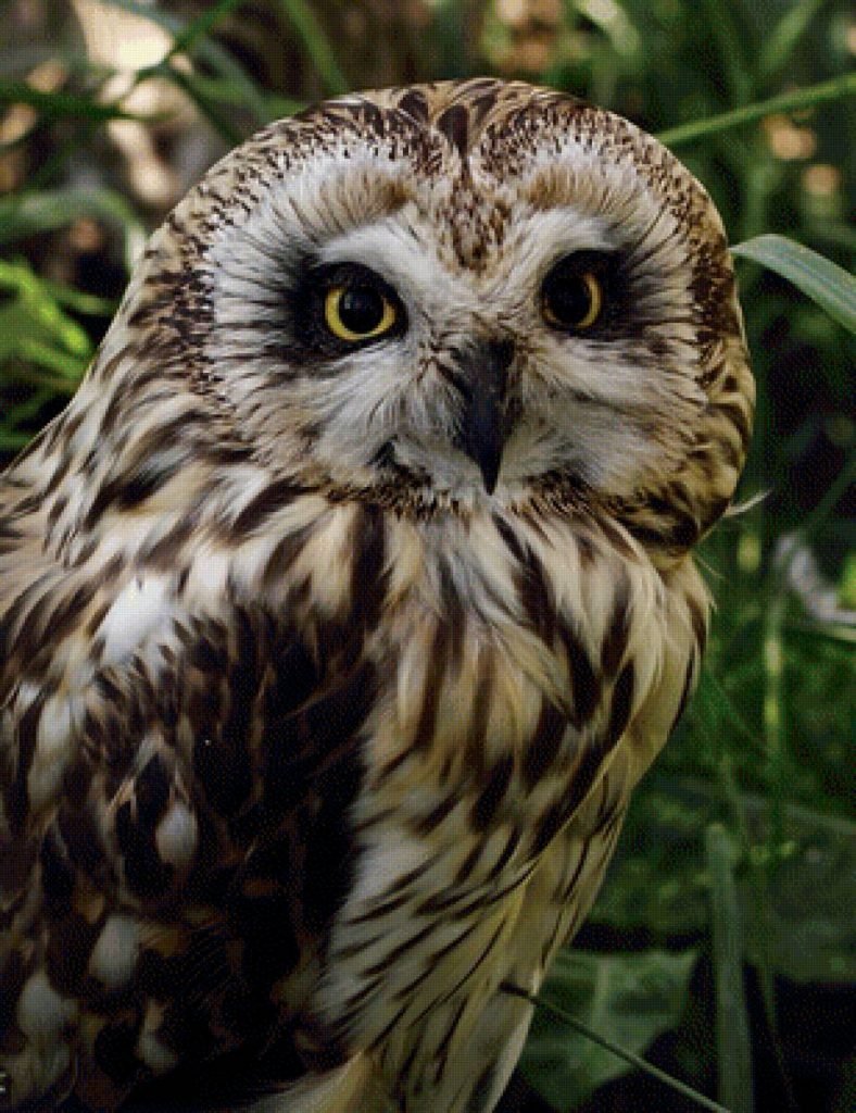 Болотная Сова размах