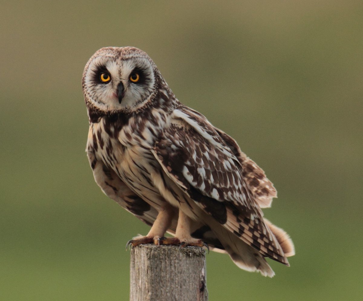 Болотная Сова