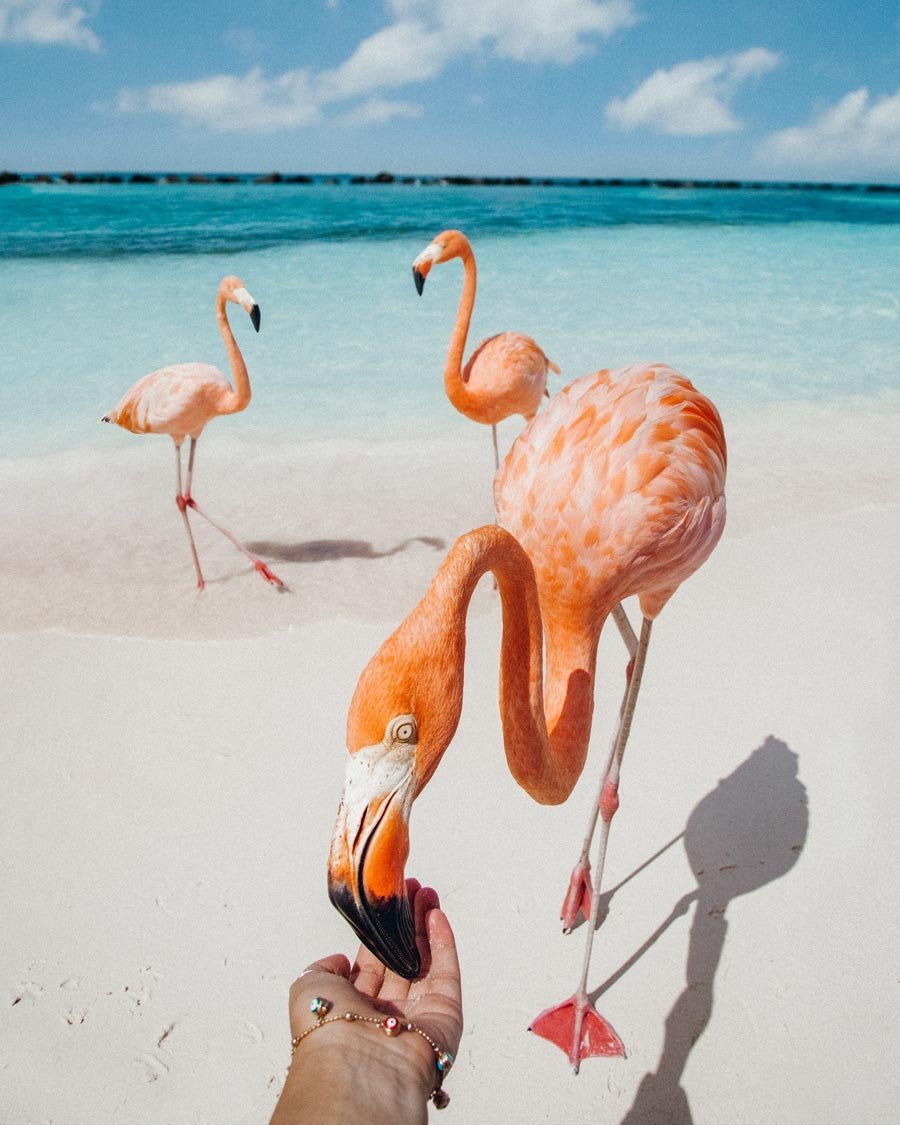 Аруба пляж с Фламинго