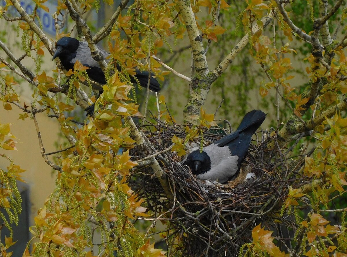 Гнездо вороны