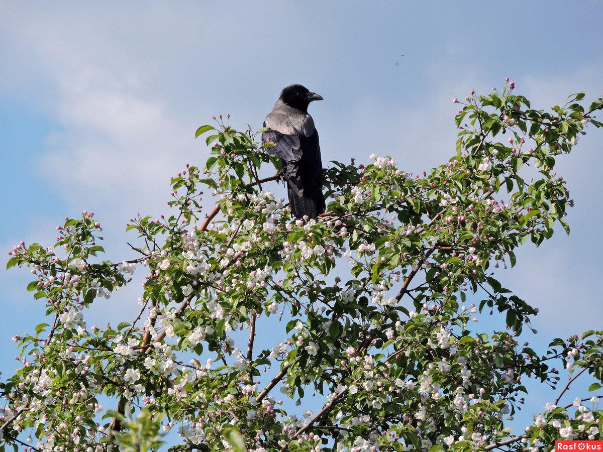 Вороны Весна